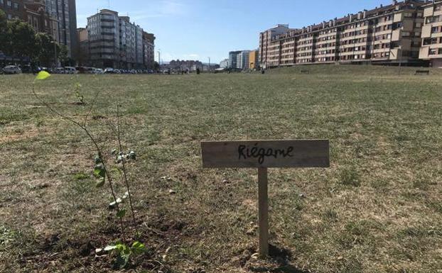 Ana Gónzalez: «Un abedul en el solarón no impide que se edifique»