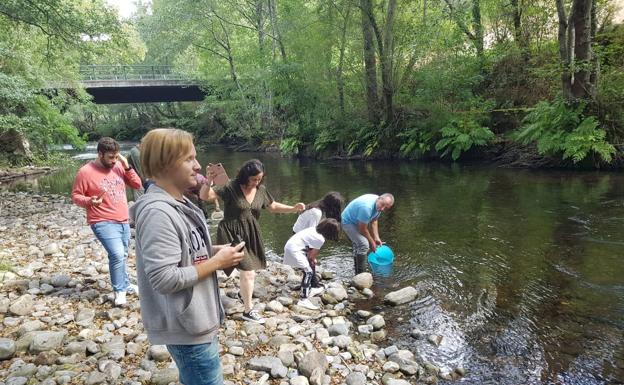 El río Ibias recibe 28.000 alevines de trucha