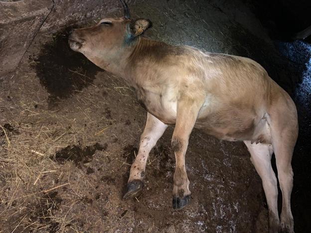 Los ganaderos alertan de un repunte en los ataques del lobo en los Picos