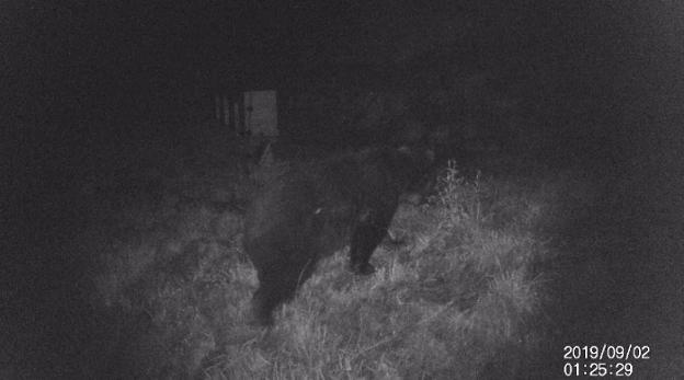 Las cámaras captan el tercer oso en Jomezana de Arriba en tres meses