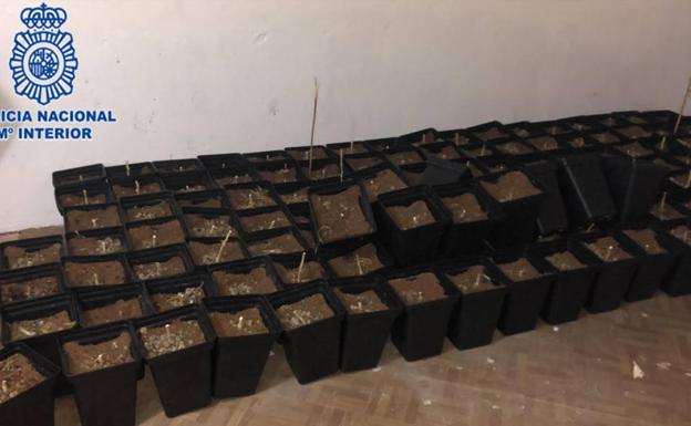 Detenido por cultivar una plantación de marihuana en un bajo de Gijón