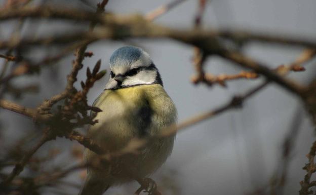 ¿Puede imaginar un mundo sin pájaros?