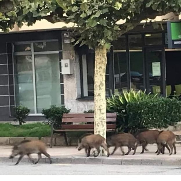 Castrillón elabora un plan para atrapar a los cinco jabatos de Salinas