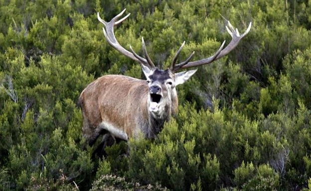 La sierra de Peñamayor, un referente para disfrutar de la berrea del venado