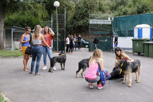 Puertas abiertas en el Albergue de animales