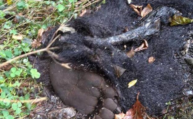 Unos turistas encuentra un oso muerto en Somiedo