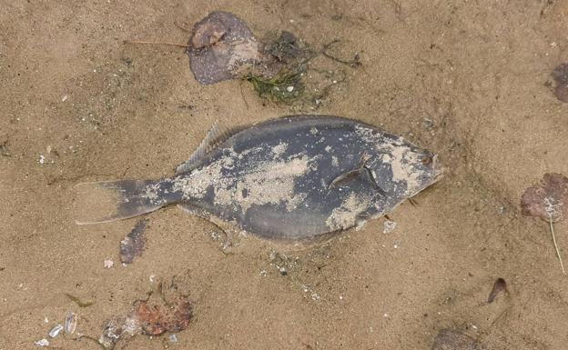 El Ayuntamiento ordena el cierre parcial de la playa de San Lorenzo por la aparición de peces muertos