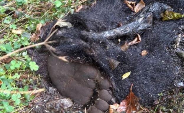 El Seprona no encuentra balas junto al oso muerto
