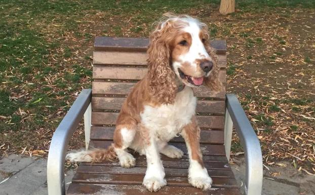 Piden ayuda para dar con 'Juan', un perro perdido en Cangas de Onís