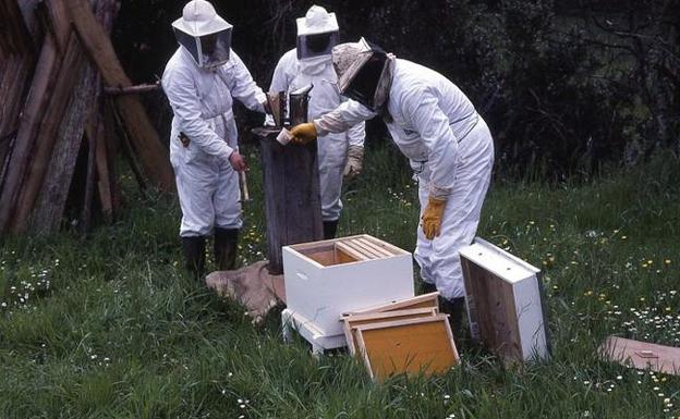 La cosecha de miel aumenta un 75% y cierra la temporada con 400 toneladas en Asturias