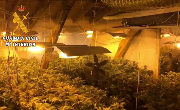 Detenida una pareja en Valdés a la que se les incautaron 400 plantas de marihuana