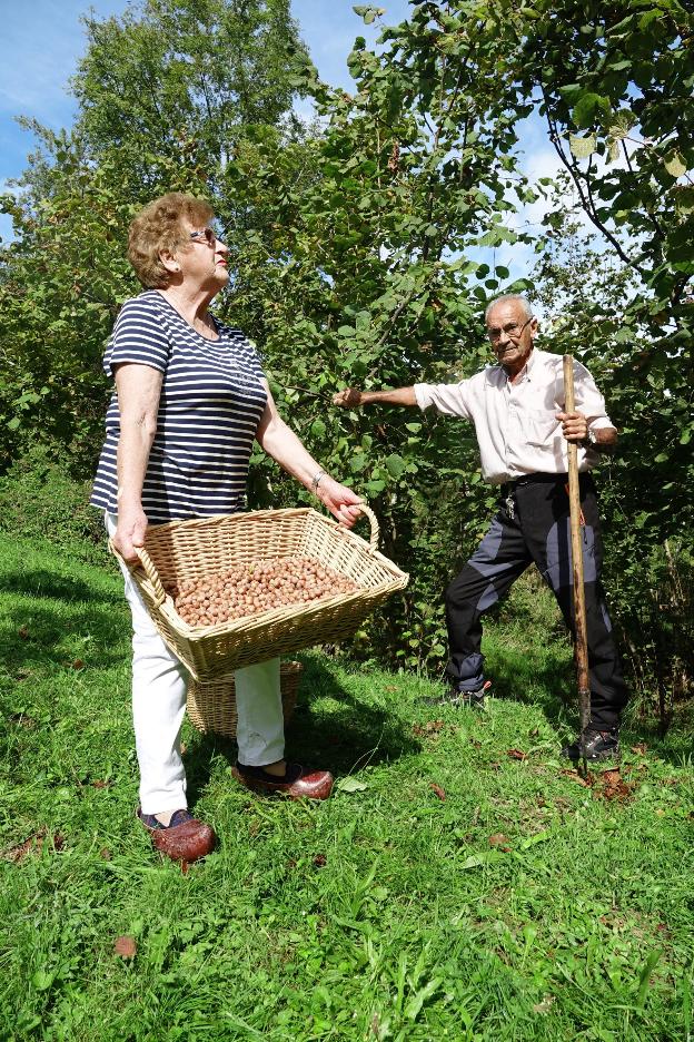 «Si desaparece el festival de Infiesto, se acaban las avellanas en Asturias»