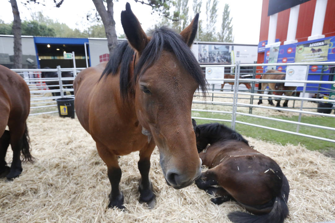 Agropec muestra el mundo rural
