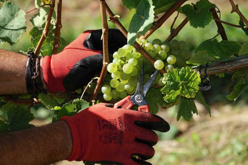 Cinco toneladas de uva parraguesa