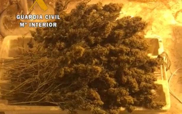 La Guardia Civil detiene a cinco personas e interviene 1.500 plantas de marihuana en el Occidente