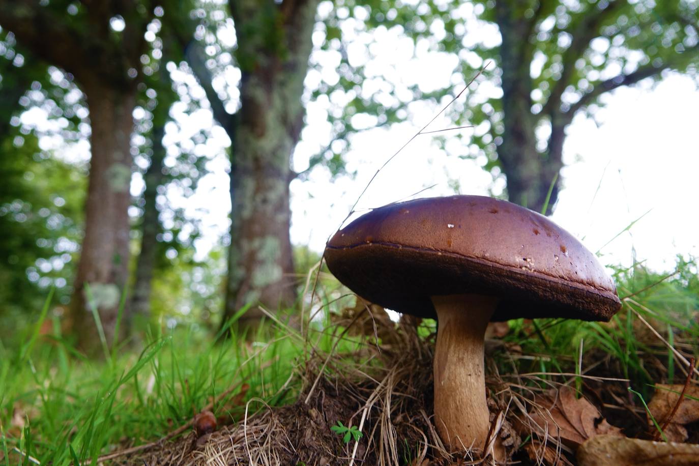 El otoño en el oriente de Asturias