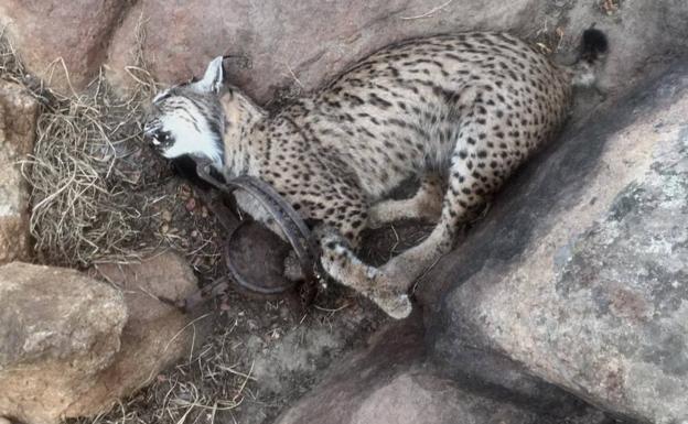 Cazadores furtivos matan a cuatro linces ibéricos en Toledo