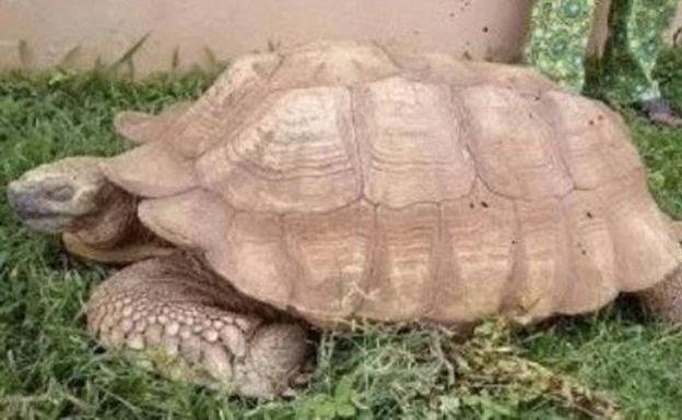 Muere la tortuga más vieja de África a los 344 años