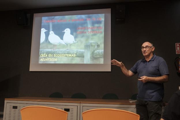 «Gijón ha perdido gaviotas por las artes de pesca y la falta de recursos»