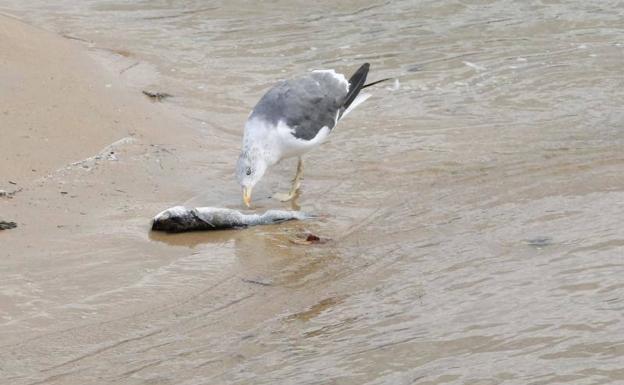 Fuertes olores y más peces muertos obligan a tomar muestras en el Piles