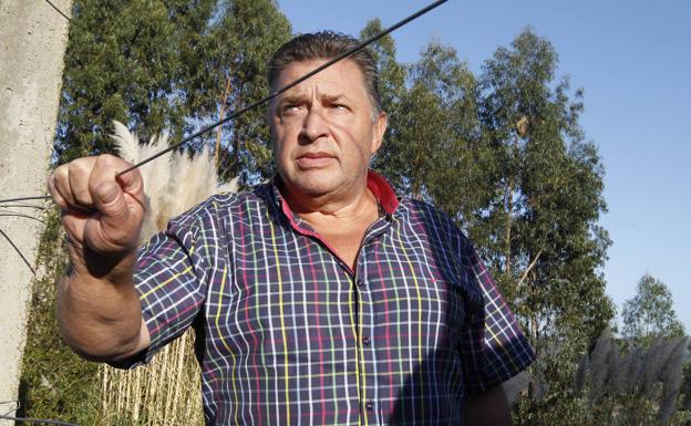 Un alérgico lleva dos semanas esperando que retiren un nido de avispa asiática junto a su casa