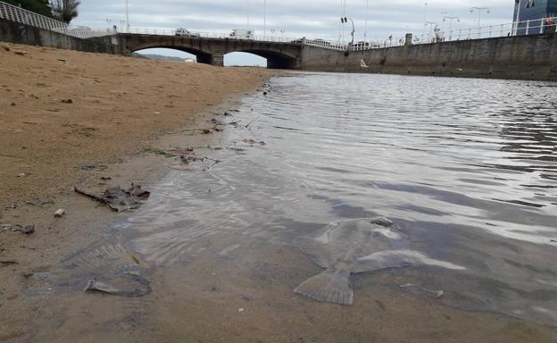 El Ayuntamiento de Gijón espera tener un diagnóstico del Piles en dos meses