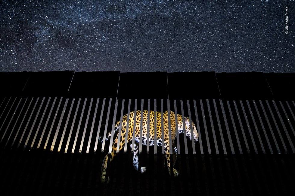 Los 19 ganadores del certamen 'Wildlife photographer of the year'