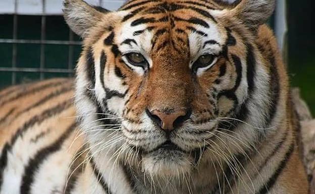 Fallece Diana, la tigresa del zoológico El Bosque de Oviedo