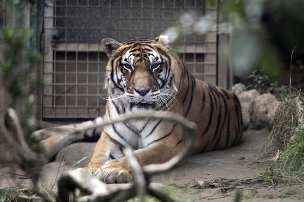 La tigresa 'Diana' fallece en el zoo