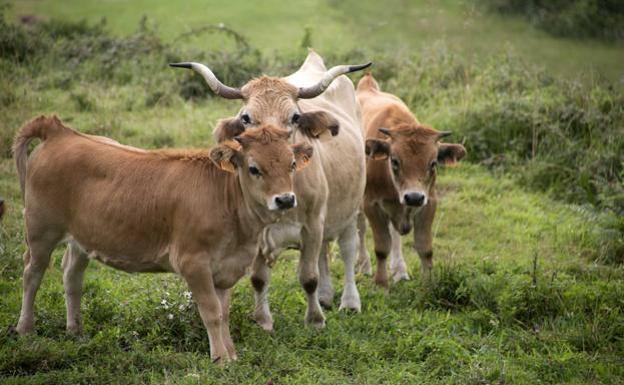 Asaja considera «insuficientes» los anticipos de las Pac para los ganaderos en Asturias