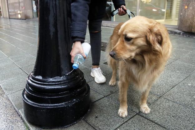 El Ayuntamiento de Gijón multará a quienes no limpien los orines de sus perros en las aceras