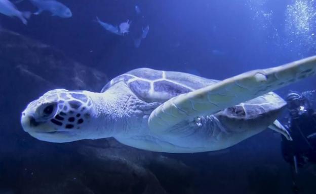 La tortuga 'Gijón' ya nada entre tiburones y rayas en el Oceanogràfic de Valencia