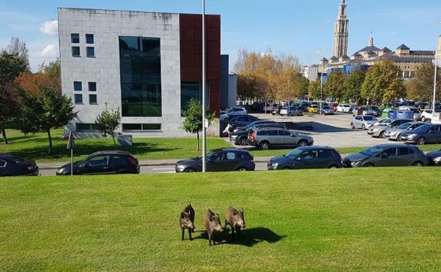 Tres jabalíes revolucionan el Parque Científico de Gijón