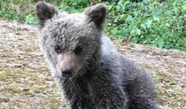 La osezna Saba será reintroducida en la naturaleza en los Picos de Europa