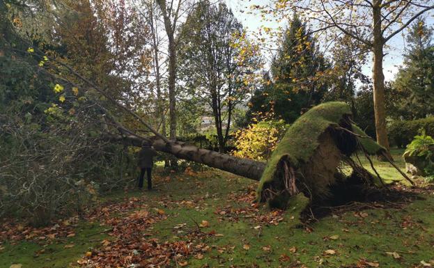 «Escuché un estruendo y cuando nos levantamos vimos el árbol derrumbado»