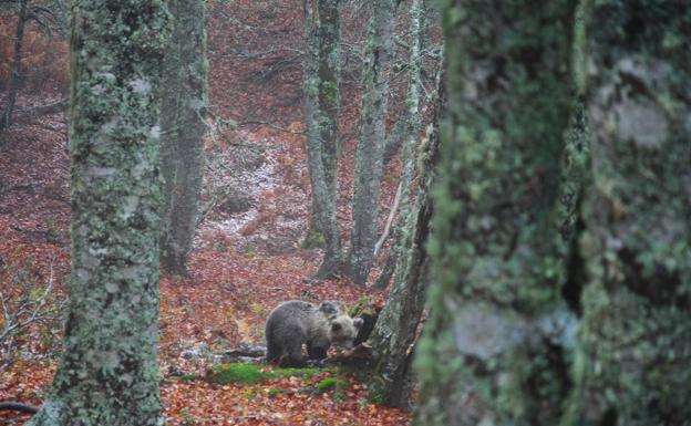 Liberada en Picos de Europa 'Saba', la cría de oso que fue rescatada en Asturias
