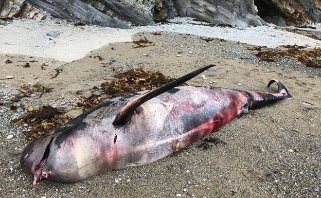 Aparece otro calderón muerto en el occidente asturiano