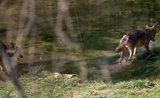 El nuevo programa de control del lobo de Asturias prevé abatir 42 ejemplares