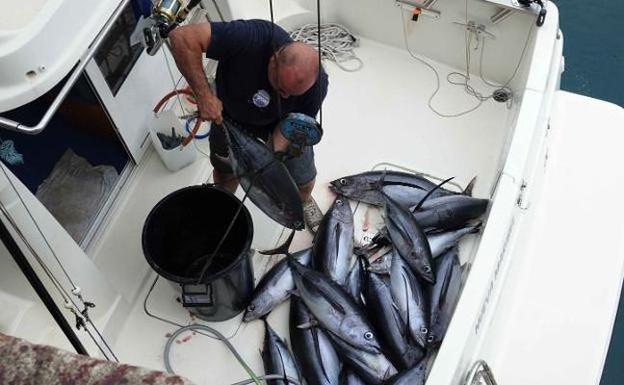 Pesca reabre la costera del bonito 74 días después del cierre