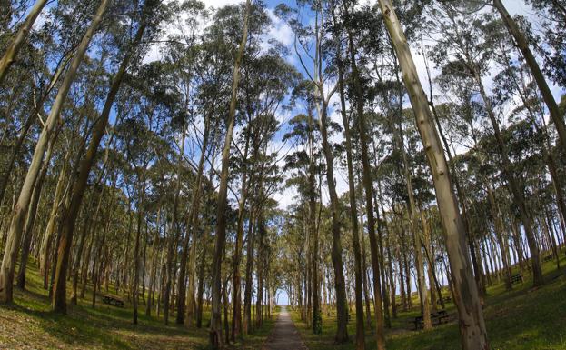 El Principado instará a la UE a pagar al campo y bosque asturiano por el CO2 que absorben