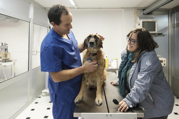 Colocan una prótesis impresa en 3D a una perra operada de un tumor