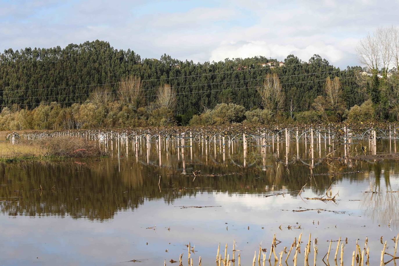 El río Nalón se desborda en Pravia