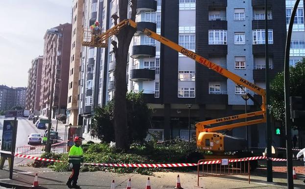 El riesgo de caída obliga a la retirada de cuatro árboles en Avilés