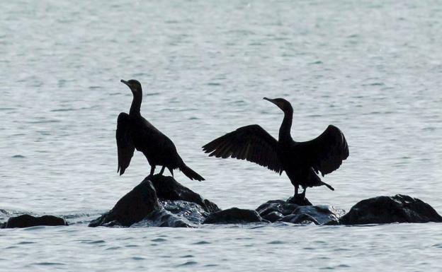 Colectivos ecologistas piden al Gobierno del Principado que se cese la matanza de cormoranes