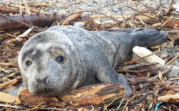 Aparece una cría de foca en la ría de Avilés