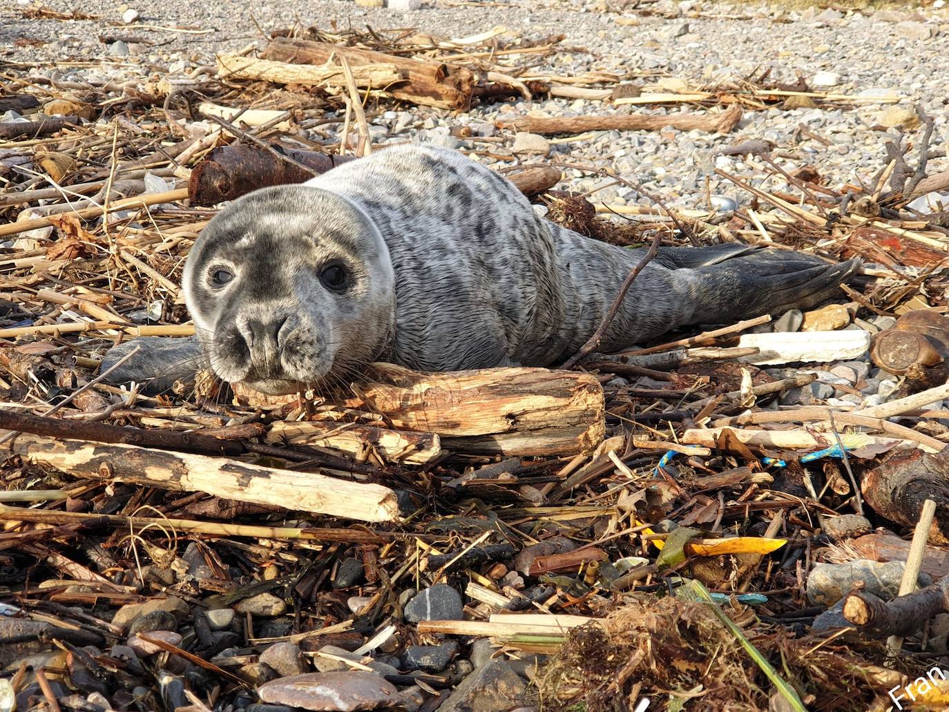 Aparece una foca en la ría de Avilés