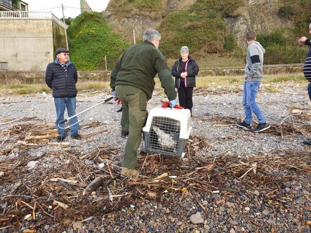 «La foca era pequeñita y se revolvía mucho, pero parecía cansada»