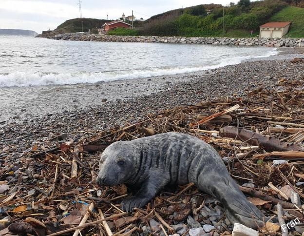 La foca de El Arañón «se encuentra bien» y será devuelta al mar «en unos días»