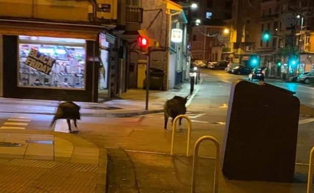 Paseo nocturno de jabalíes por el centro de Las Vegas