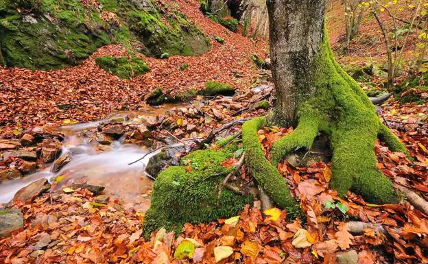 Los bosques más bellos de Asturias en los que perderte este otoño